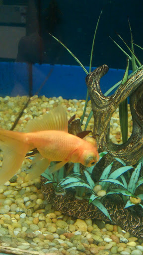 Pet Supply Store «Pet Supplies Plus», reviews and photos, 64920 Van Dyke, Washington, MI 48095, USA