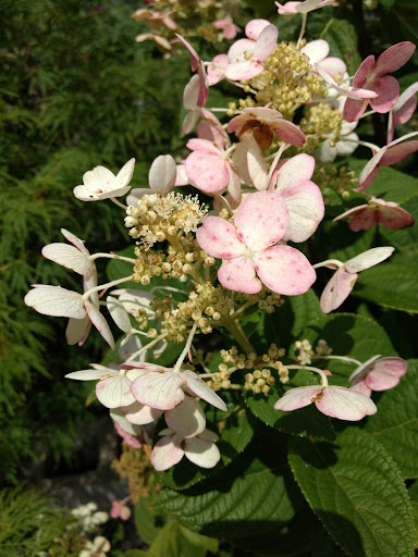 Market «Green Top Farm Market», reviews and photos, 1811 NJ-70, Southampton Township, NJ 08088, USA