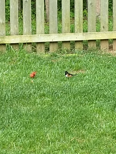 Public Golf Course «Pine Creek Golf Course», reviews and photos, 1835 Logue Road, Mt Juliet, TN 37122, USA