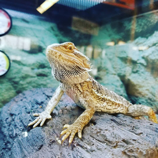 Pet Supply Store «Petco Animal Supplies», reviews and photos, 3551 W Hillsboro Blvd, Deerfield Beach, FL 33442, USA