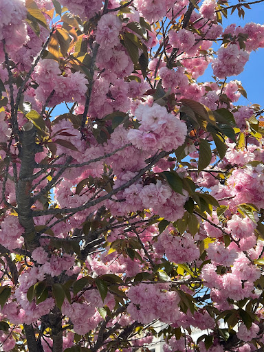 Grocery Store «The Fresh Market», reviews and photos, 925 Baltimore Pike, Glen Mills, PA 19342, USA