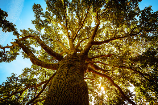 A Better Tree Service