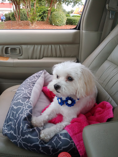 Pet Groomer «Dog Gone Cute Grooming & Bowtique», reviews and photos, 446 Racetrack Rd NW Unit F, Fort Walton Beach, FL 32547, USA