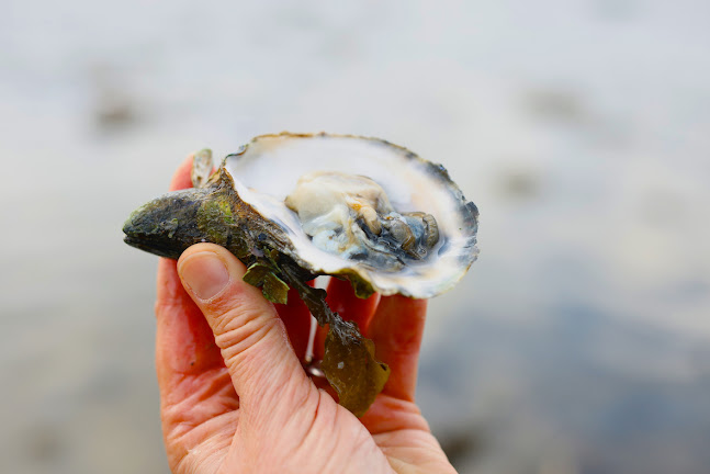 Åbningstider for Sanketure