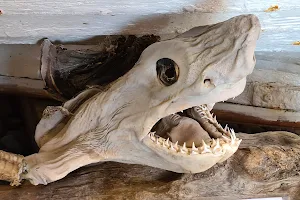 Bjarnarhöfn Shark Museum image