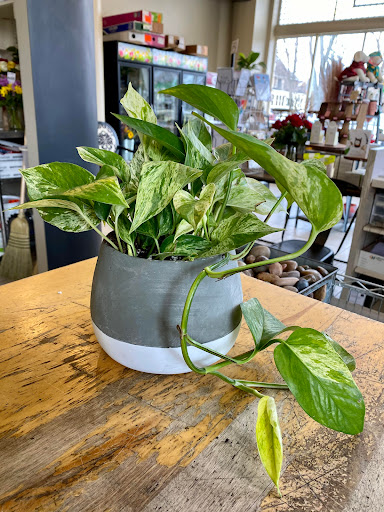 Florist «Bloomtastic Florist», reviews and photos, 2136 Arlington Ave, Columbus, OH 43221, USA