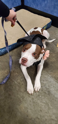 Pet Supply Store «PetSmart», reviews and photos, 2449 Laurens Rd, Greenville, SC 29607, USA