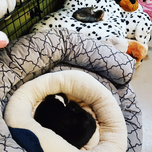 Pet Store «Village Pets», reviews and photos, 8522 Madison Ave, Fair Oaks, CA 95628, USA