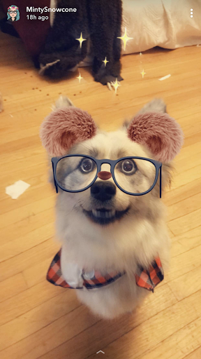 Pet Store «Happiness Is Pets - Downers Grove», reviews and photos, 1542 Ogden Ave, Downers Grove, IL 60515, USA