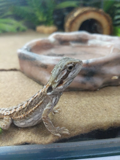 Pet Store «PetSmart», reviews and photos, 17150 Ventura Blvd, Encino, CA 91316, USA