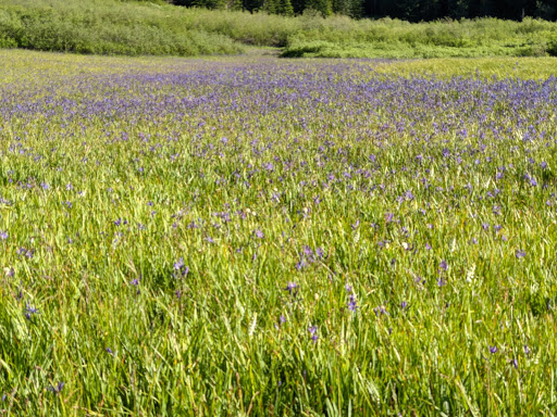 National Forest «Umpqua National Forest», reviews and photos, 1121 Houser Ct, Idleyld Park, OR 97447, USA