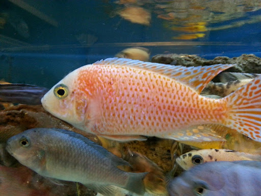 Tropical Fish Store «Trop Aquarium», reviews and photos, 3125 E Tropicana Ave D, Las Vegas, NV 89121, USA