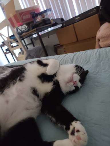 Pet Supply Store «PetSmart», reviews and photos, 4550 W Lake Mary Blvd, Lake Mary, FL 32746, USA