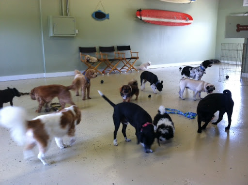 Pet Supply Store «Pet Source», reviews and photos, 620 Constitution Ave, Littleton, MA 01460, USA