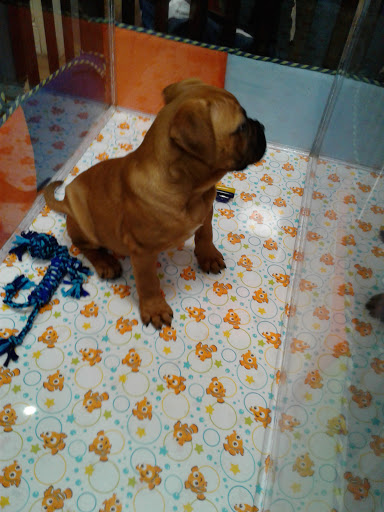 Pet Store «Charm City Puppies», reviews and photos, 8205 Snowden River Pkwy, Columbia, MD 21045, USA