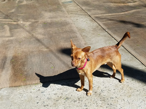 Pet Store «Rainbow Pet Supplies», reviews and photos, 3940 58th St, Woodside, NY 11377, USA