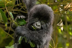 Amakula African Safaris | Uganda Safaris | Gorilla Trekking Uganda | Chimpanzee Trekking Uganda | Uganda Birding Tours image