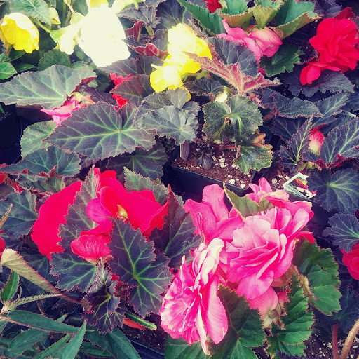 Produce Market «Stauffer Fruit Stand», reviews and photos, RR 663, Pennsburg, PA 18073, USA