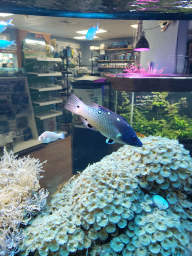 Pet Store «Claremont Pet & Aquarium Center», reviews and photos, 201 Washington St, Claremont, NH 03743, USA
