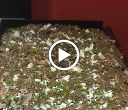 Barbacoa Y Bisteck Americas photo