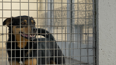 Un Cœur Sans Toit Canin à Doué-en-Anjou