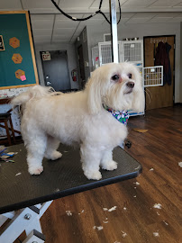 All Fur Doggies Spa & Daycare - Photo 2 - Car repair in Shreveport, LA, Shreveport