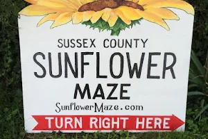 Sussex County Sunflower Maze image