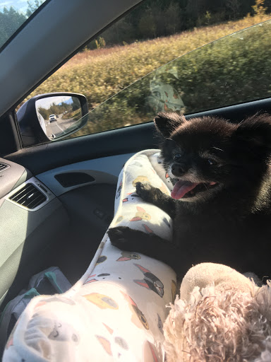 Pet Supply Store «Petco Animal Supplies», reviews and photos, 9004 Vernon Rd, Lake Stevens, WA 98258, USA