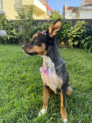 A Casa da Moana Pet Shop - Vila Nova de Gaia