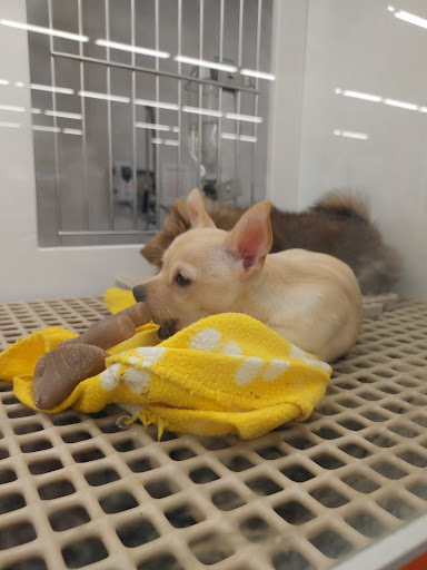 Pet Store «Petland», reviews and photos, 351 Diederich Blvd, Ashland, KY 41101, USA