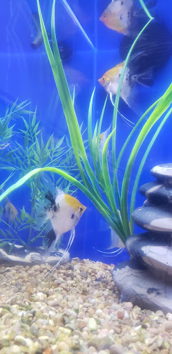 Pet Supply Store «PetSmart», reviews and photos, 8660 Airline Hwy, Baton Rouge, LA 70815, USA