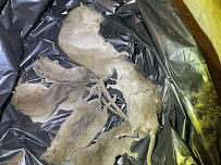 Fresh Touch Pest Management - Photo 6 - Car repair in , Queens