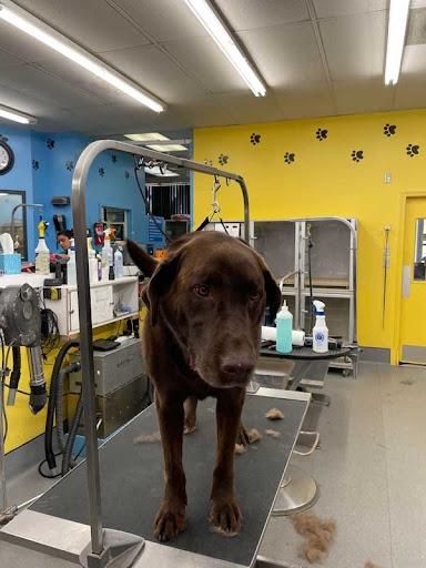 Pet Supply Store «Ridge Dog Shop», reviews and photos, 1505 N Parham Rd, Richmond, VA 23229, USA