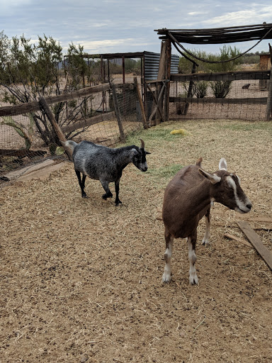 History Museum «Pioneer Living History Museum», reviews and photos, 3901 W Pioneer Rd, Phoenix, AZ 85086, USA