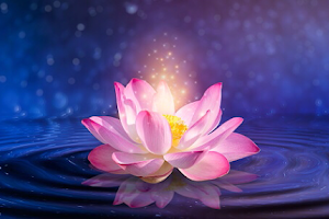 Sacred Lotus Acupuncture & Natural Health image