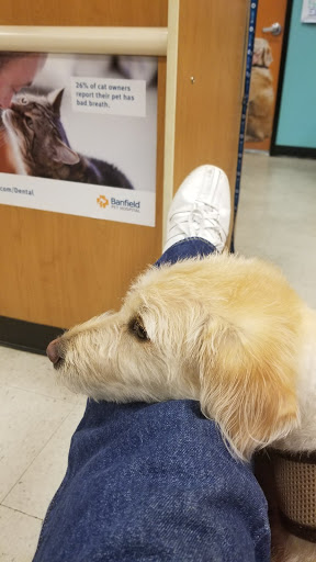 Pet Supply Store «Petco Animal Supplies», reviews and photos, 8580 Firestone Blvd, Downey, CA 90241, USA