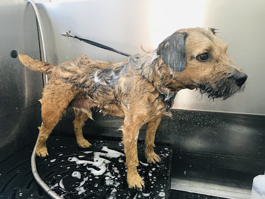 Jenni H Dog Groomï¿½s