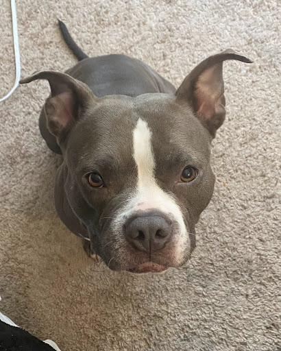 Thrift Store «Temporary Emergency Services», reviews and photos, 1705 15th St, Tuscaloosa, AL 35401, USA