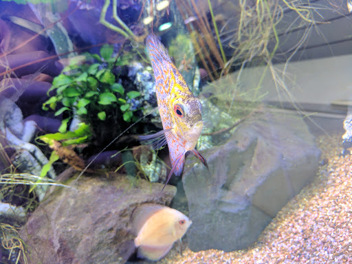 Tropical Fish Store «Aquatouch», reviews and photos, 12040 N 32nd St, Phoenix, AZ 85028, USA