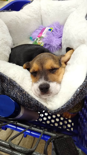 Pet Supply Store «PetSmart», reviews and photos, 5050 SE 14th St, Des Moines, IA 50320, USA