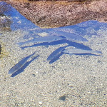Photo n° 6 de l'avis de Nature.BY..E fait le 19/04/2022 à 18:41 pour Aquarium Marin de Trégastel à Trégastel