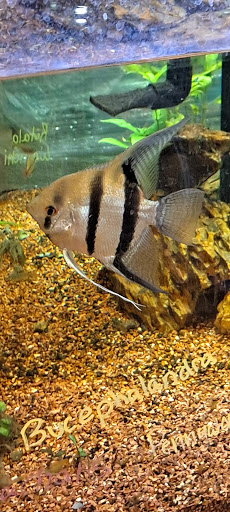 Pet Store «Miles of Exotics», reviews and photos, 8350 N Broadway, Kansas City, MO 64118, USA