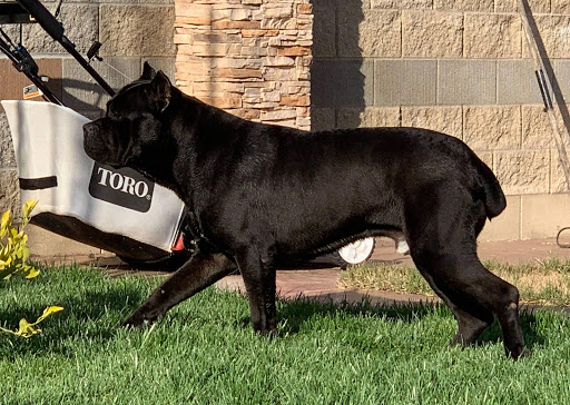 DIAZ CANE CORSO