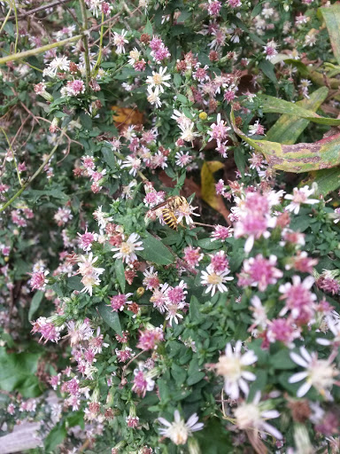 Park «Sodalis Nature Park», reviews and photos, 7700 S County Rd 975 E, Plainfield, IN 46168, USA