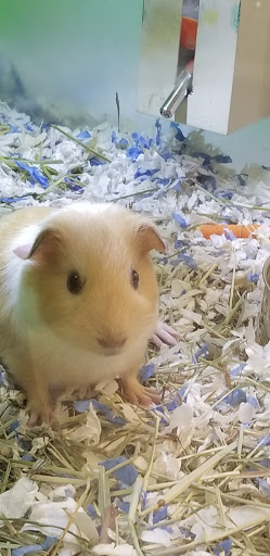 Pet Supply Store «PetSmart», reviews and photos, 7765 Airport Blvd #901, Mobile, AL 36608, USA