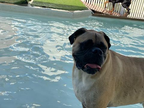 St. Marks Dog Resort image