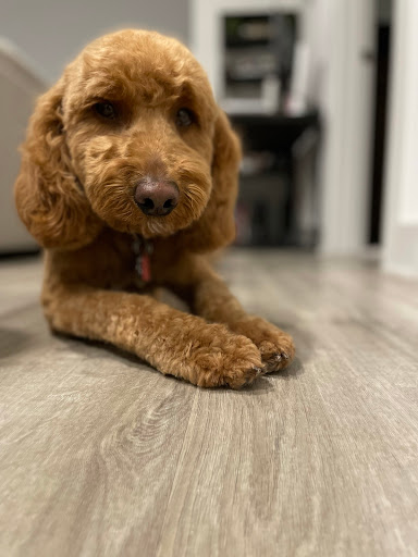 Well Groomed Pet Spa & Retreat