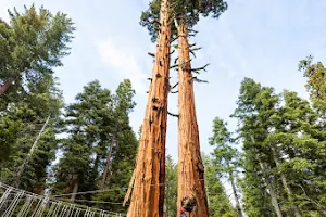 Tahoe Treetop Adventure Parks image