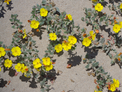 Nature Preserve «Oceano Dunes Natural Preserve», reviews and photos, 100 Pier Ave, Oceano, CA 93445, USA