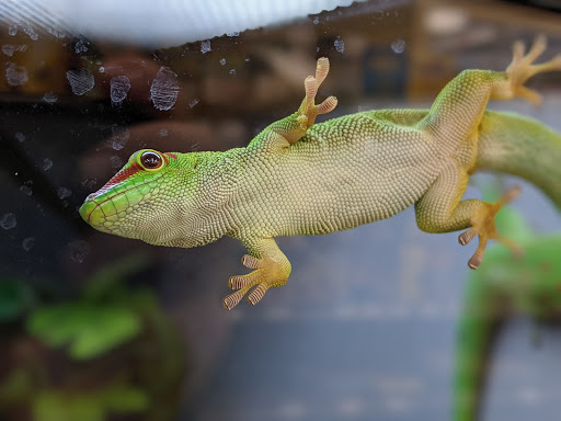 Pet Supply Store «Petco Animal Supplies», reviews and photos, 101 Hale Rd, Manchester, CT 06042, USA